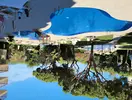 Basen z leżakami w Beverly Park