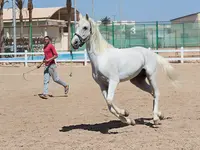 Jazda konna w obiekcie Concorde El Salam Sport