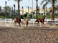 Konie na ujezdku w Concorde El Salam Sport