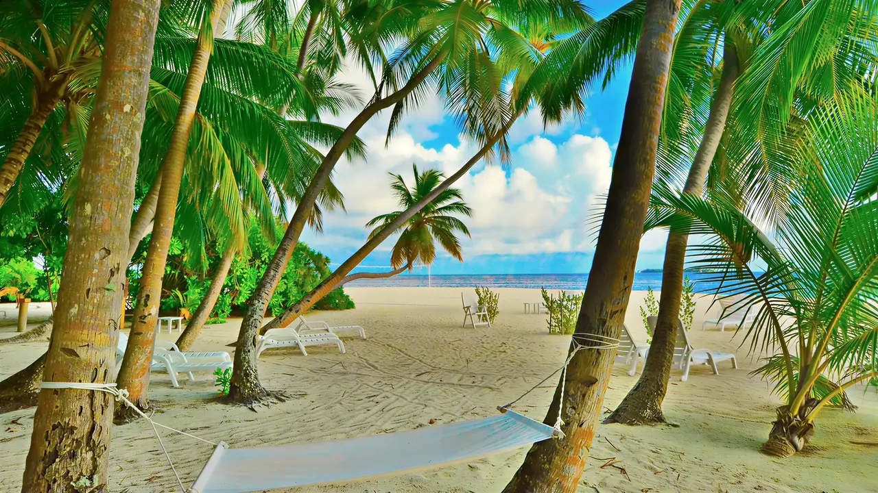 Plaża z palmami i leżakami w Fihalhohi Island Resort