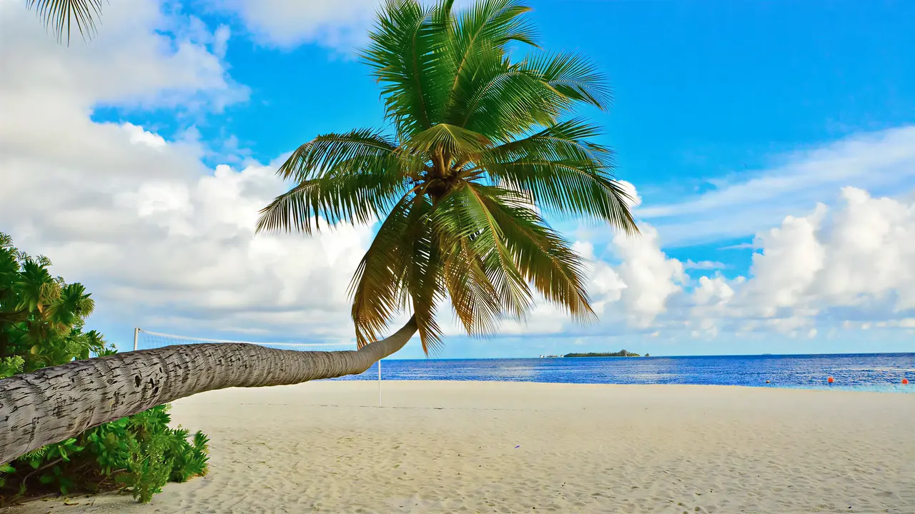 Piaszczysta plaża z palmą w Fihalhohi Island Resort