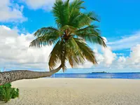 Piaszczysta plaża z palmą w Fihalhohi Island Resort