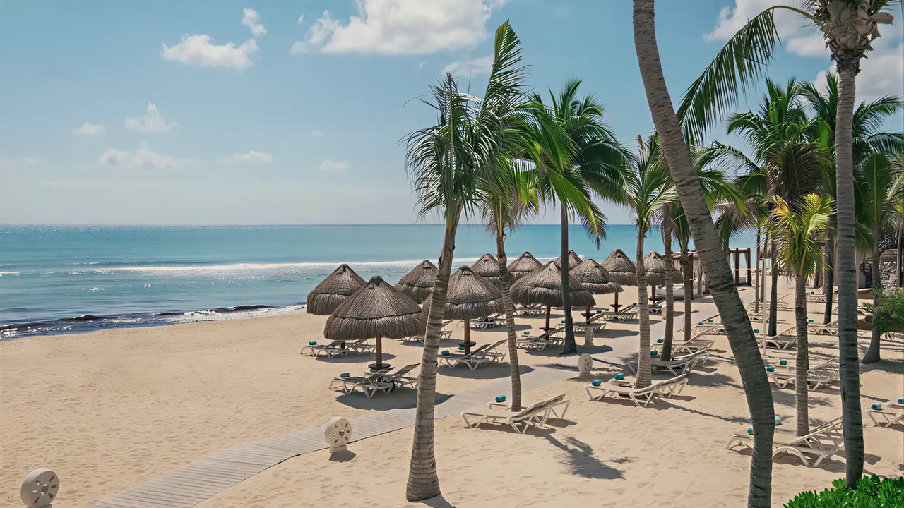 Plaża z palmany i parasolami w Iberostar Paraiso Del Mar