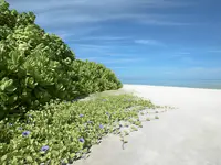Biała plaża i roślinność w Makunudu Island