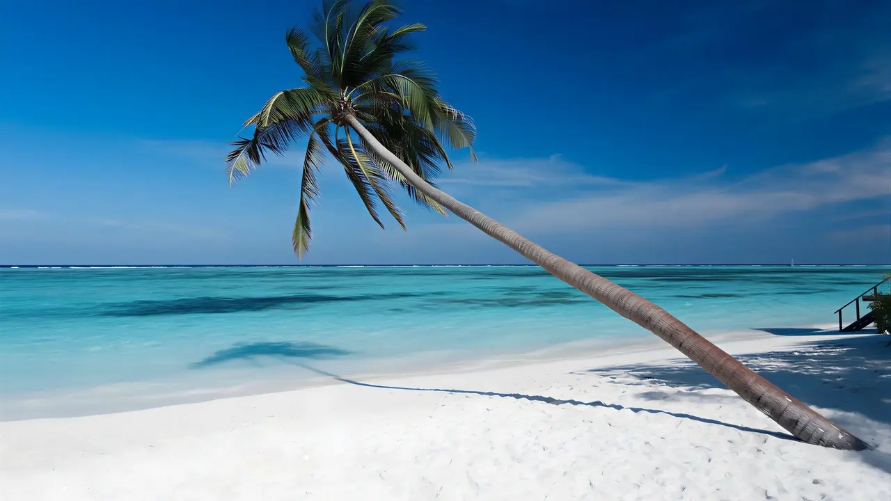 Biała plaża z palmą w Meeru Island Resort