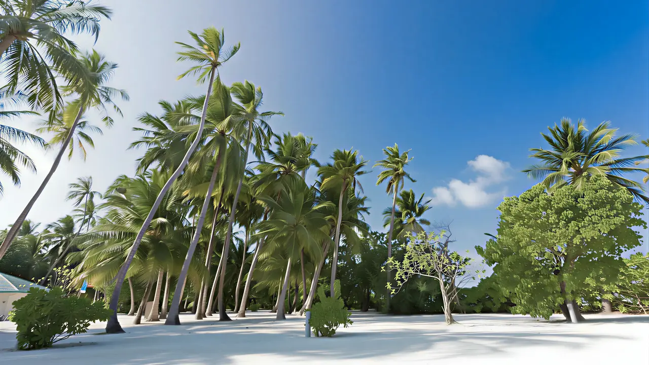 Biały piasek i palmy w Meeru Island Resort