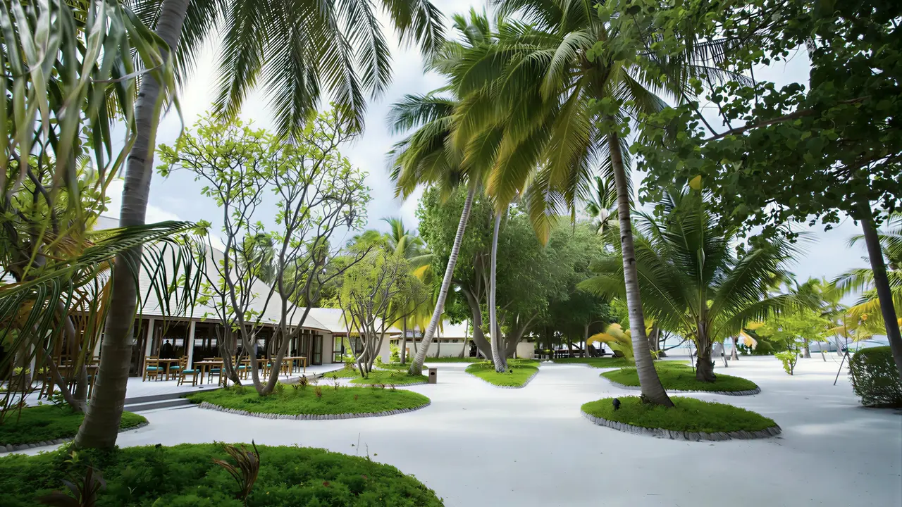 Palmy i ścieżki w ogrodzie Meeru Island Resort