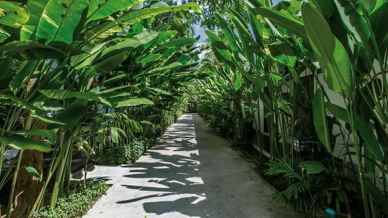 Ścieżka wśród zielonych roślin w Nai Yang Beach Resort