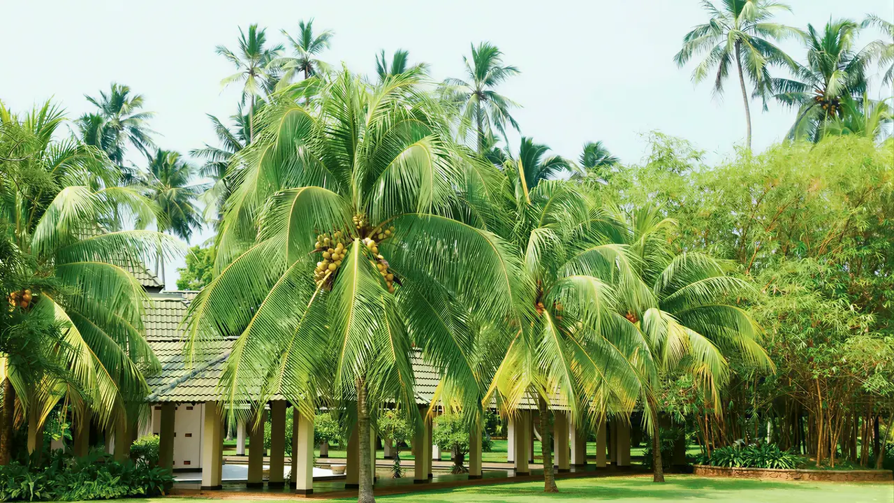 Palmy i zielony ogród w The Palms