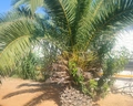 Monarque Club Rivage
