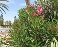 Golden Yasmine Mehari Thalassa & Spa