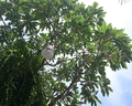 Wina Holiday Villa