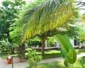 Jaz Adonia Beach Resort