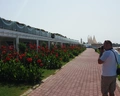 Lonicera West