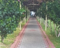 The Garden Beach (Konakli)