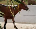 Onufri