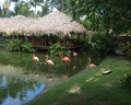 Dreams Flora Resort & Spa