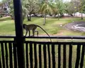 Jacaranda Indian Ocean Beach Resort