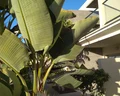 LIVVO Costa Taurito 