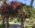 Pandanus Resort