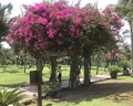 Pandanus Resort