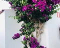 HL Miraflor Suites (ex. Miraflor Suites)