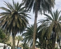 HL Miraflor Suites (ex. Miraflor Suites)
