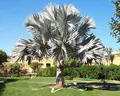 Sharm Grand Plaza Resort