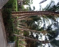 Clubhotel Riu Funana