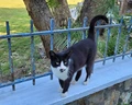 Ekaterini
