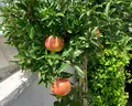 Yakinthos (Paralia)