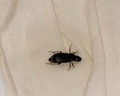 Zdravets