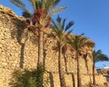 Dreams Beach Resort Sharm El Sheikh