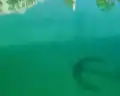 Bravo (Djerba)