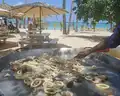 Hilton La Romana
