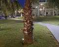 Exotica