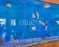Blue Wave Suite