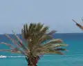 Mahdia Palace