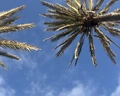 H10 Las Palmeras