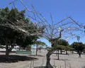 H10 Las Palmeras