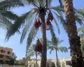 Rehana Royal Beach Resort & Spa