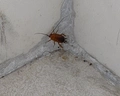 Orfeus Queen