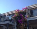 Duja Didim