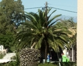 Alkyon (Sidari)