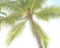 Occidental Caribe