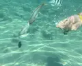 Pharaoh Azur Resort