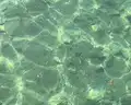 Sea Star Beau Rivage