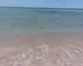 Sea Star Beau Rivage