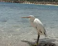 Brayka Bay Resort