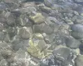 Ring Beach